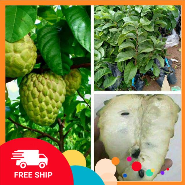 Cây NA KHÔNG HẠT THÁI LAN, cây giống chuẩn, quả cực to, ngon ngọt, giá trị kinh tế cao