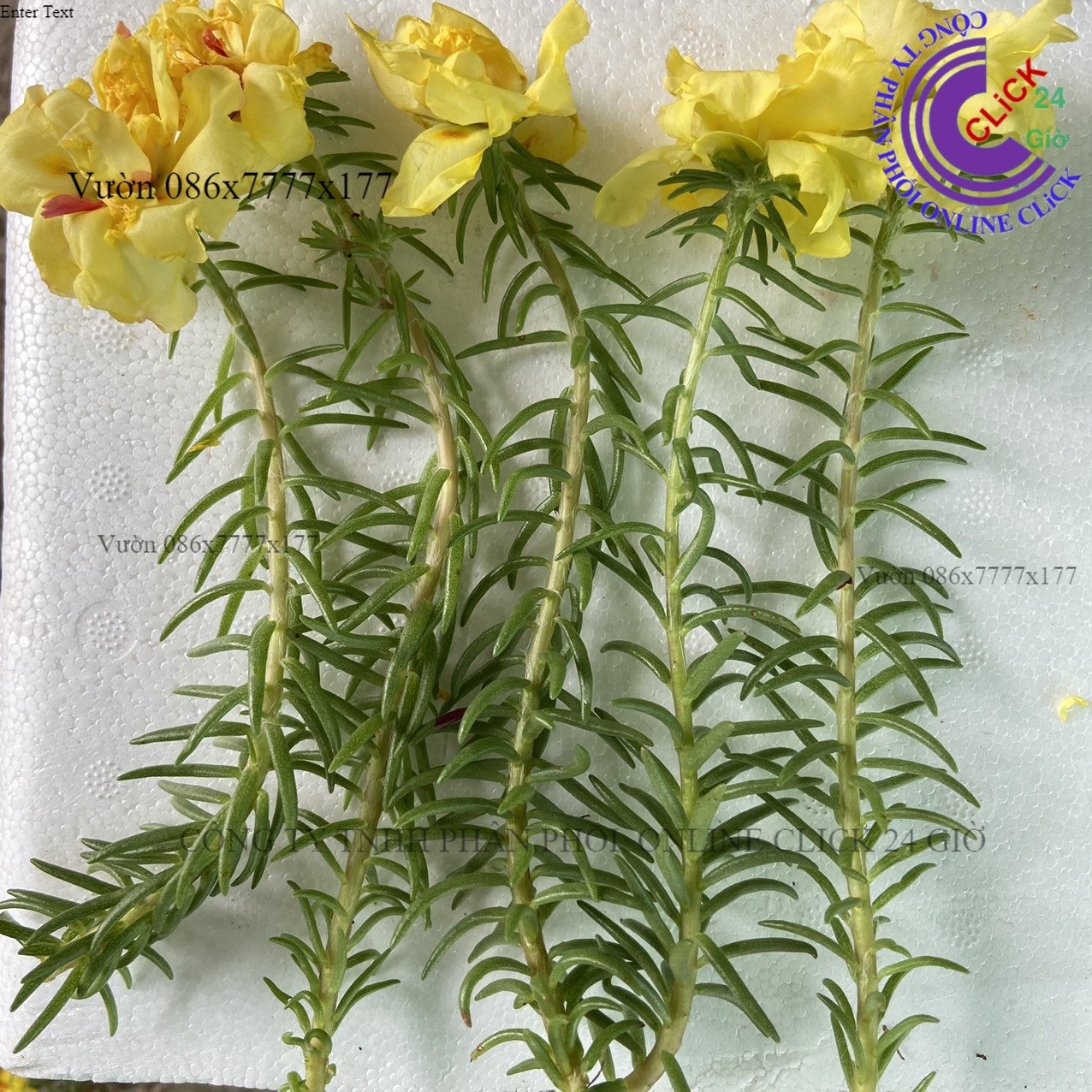 Nở cả ngày cành hoa mười giờ mỹ kép loại giâm cành thuần dễ chăm sóc hoa mười giờ sân vườn đẹp