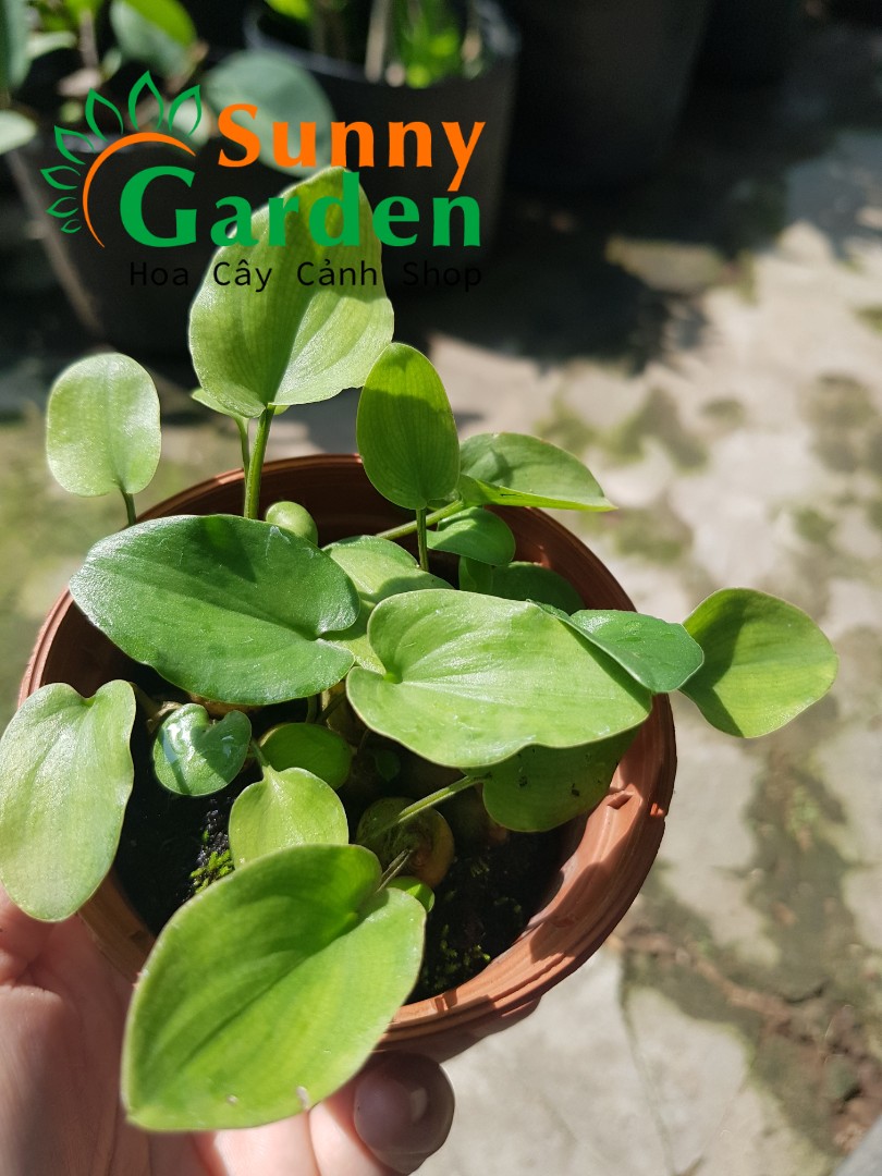 Chậu Cây Thỏi Vàng, Cao 10cm - Cây Phong Thuỷ