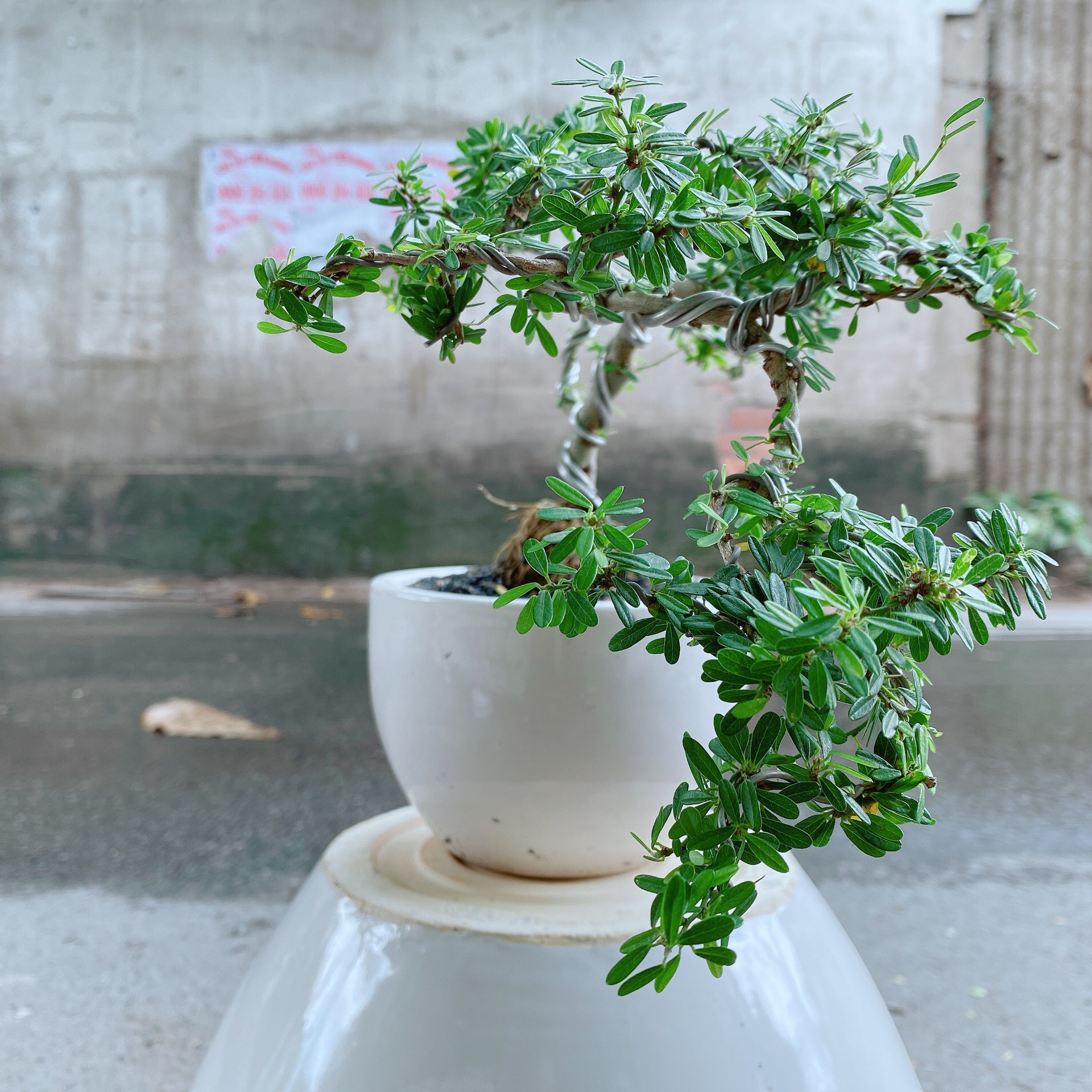 [HCM]Chậu Linh Sam Bonsai