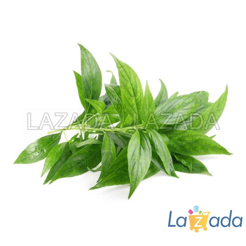 1GR 700.HẠT Hạt Giống Xuyên Tâm Liên (| B20*W50)
