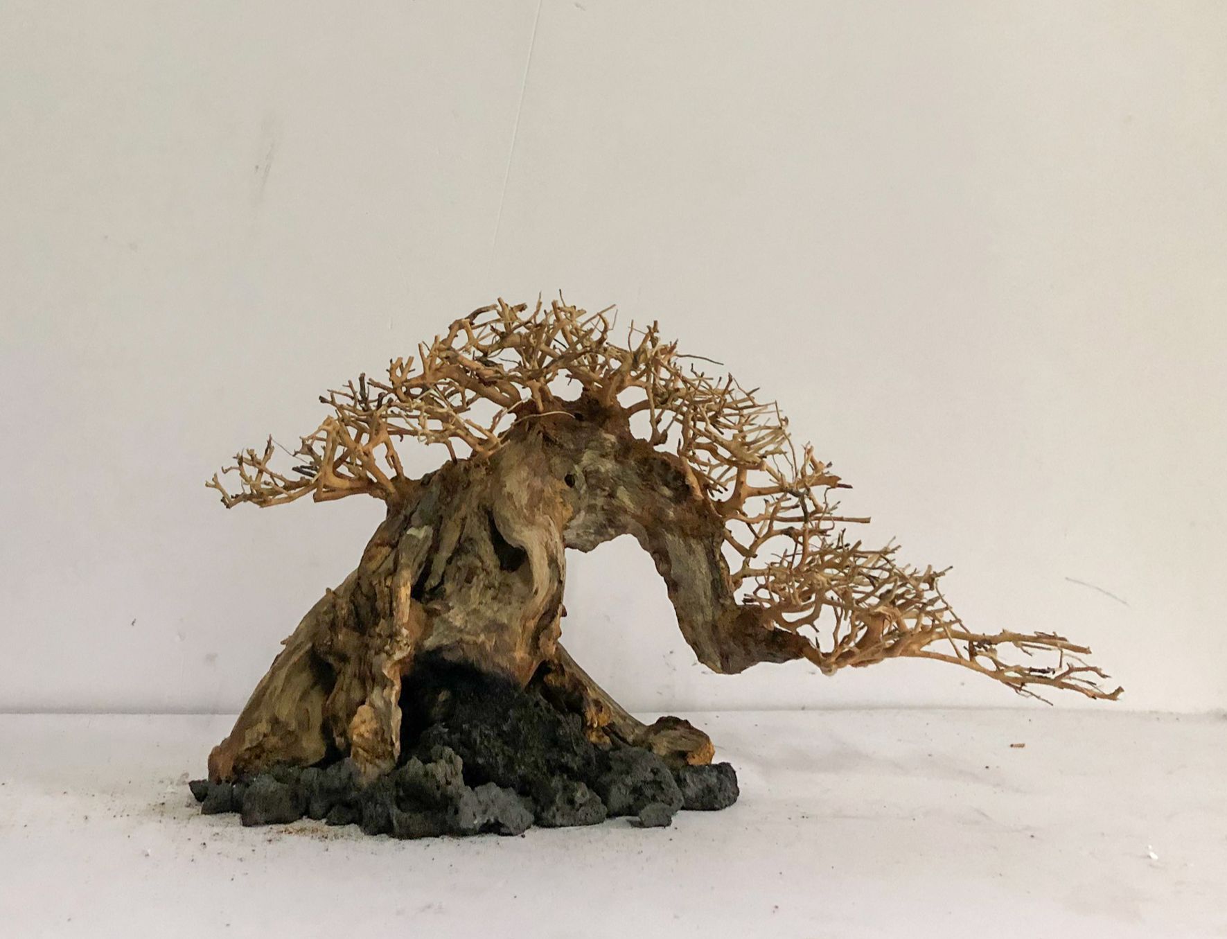 LŨA THUỶ SINH - Dáng Bonsai - Linh sam ghép tán xương