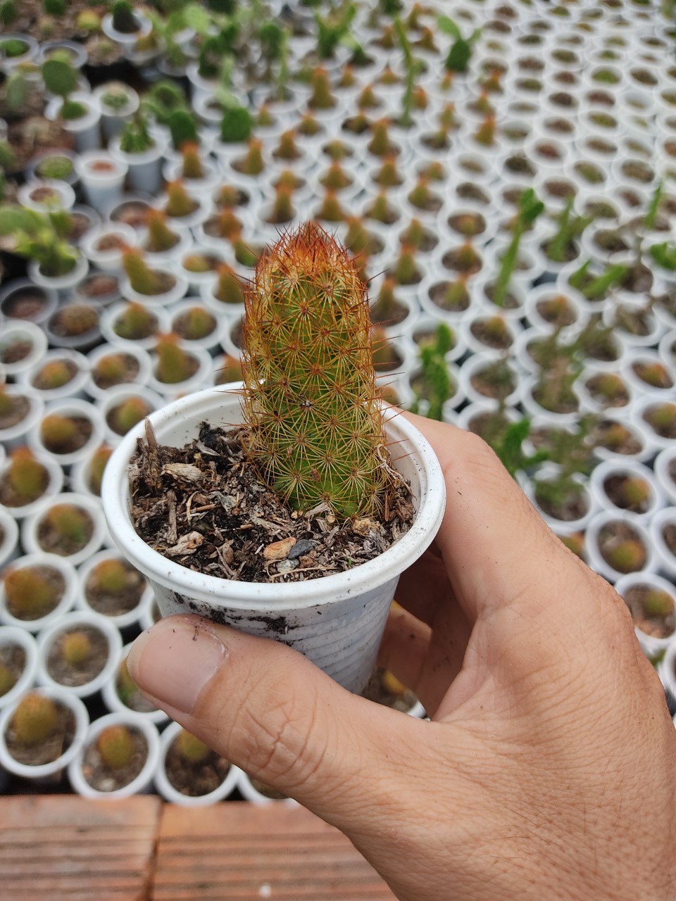 Xương rồng TRỤ THIÊN (size chậu 5 cm)