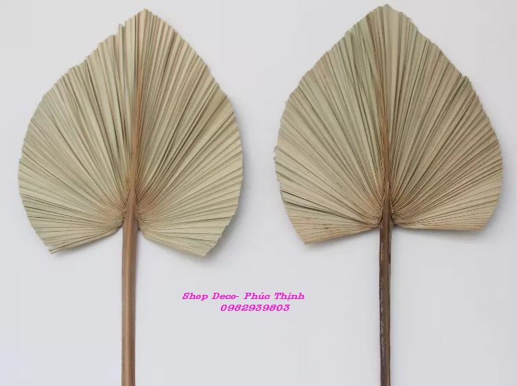 Lá Cọ Khô trang trí