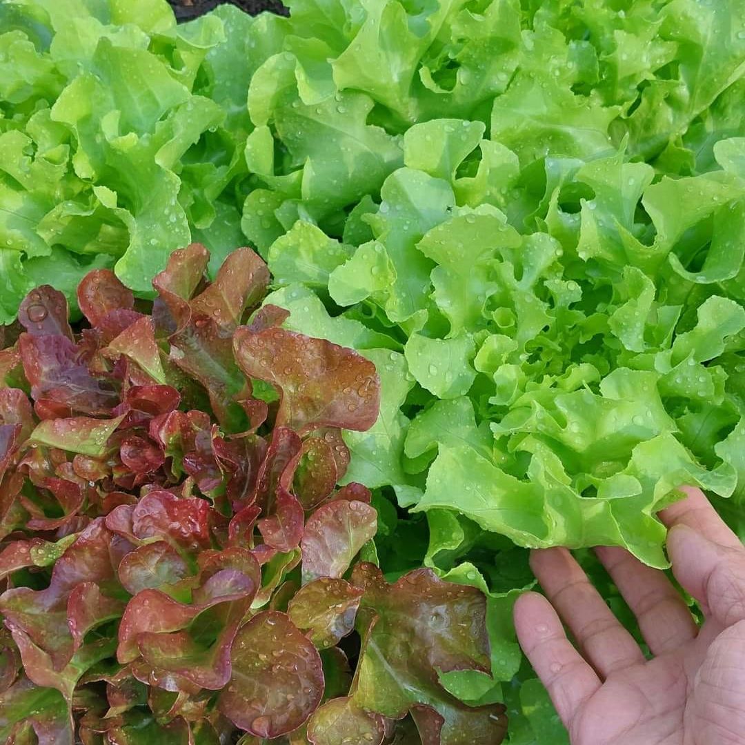 Phân trùn quế SFARM Pb01 túi 5kg