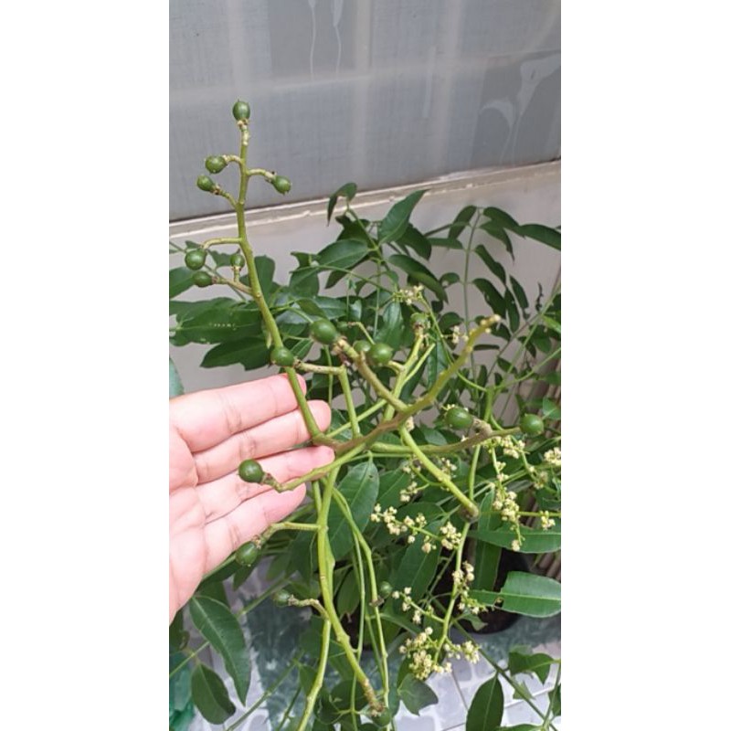 Chậu cây cóc thái mới về , cây đẹp.