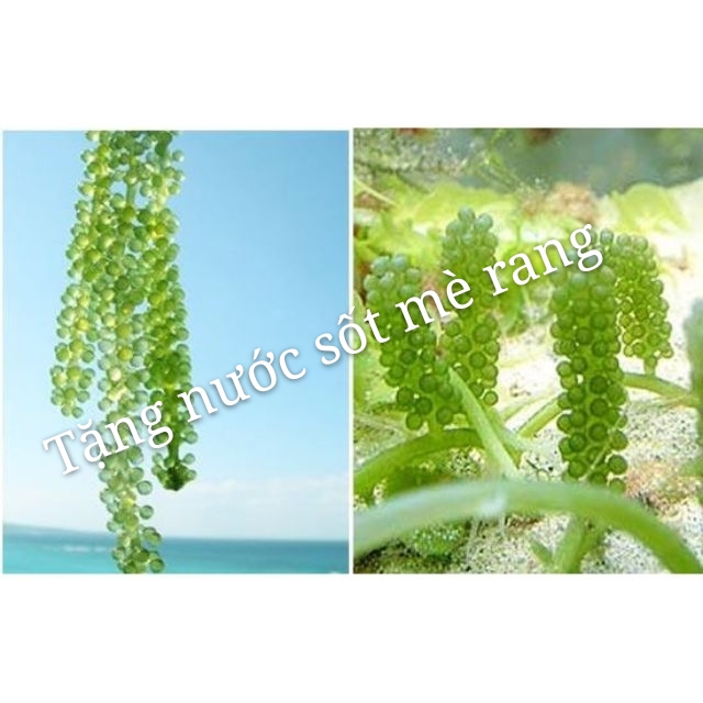 {GIÁ ƯU ĐÃI 1 Ký} Rong Nho Tách Nước JAVIE (10 gói x 100gr) - Tặng 10 GÓI Nước Xốt mè rang Kewpie 15ml