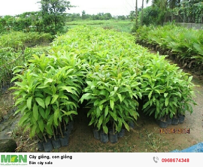 CÂY GIỐNG SALA