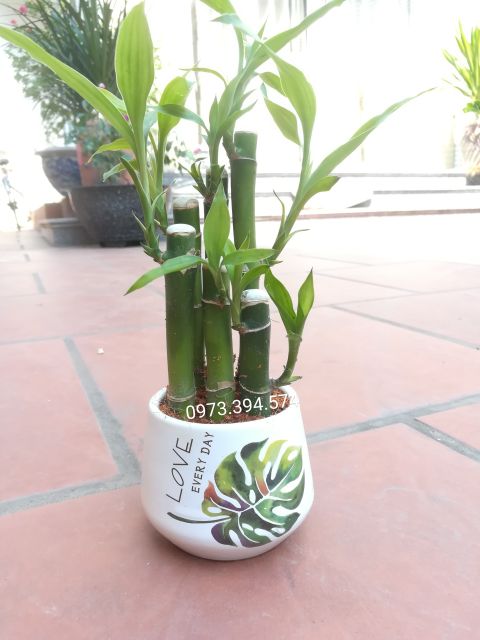Cây Trúc Phú Quý ( Chậu Sứ)