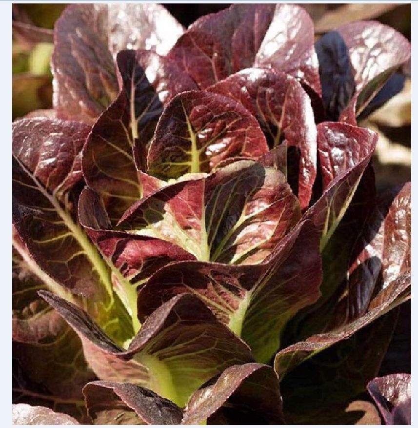 Hạt giống xà lách romaine đỏ - 0,2gr/gói