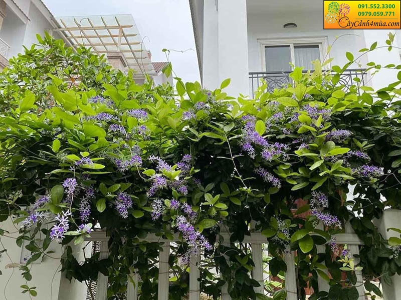 cây mai xanh thái ( cây to có sẵn hoa)