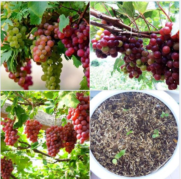Hạt giống nho leo giàn pháp " 1 gói 10 hạt " ( tặng kèm goi kích thích ươm hạt )
