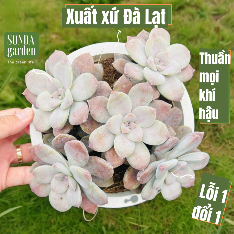 Sen đá dĩa hồng sonda garden size đại 20cm, cây cảnh trang trí nhà cửa, lỗi 1 đổi 1