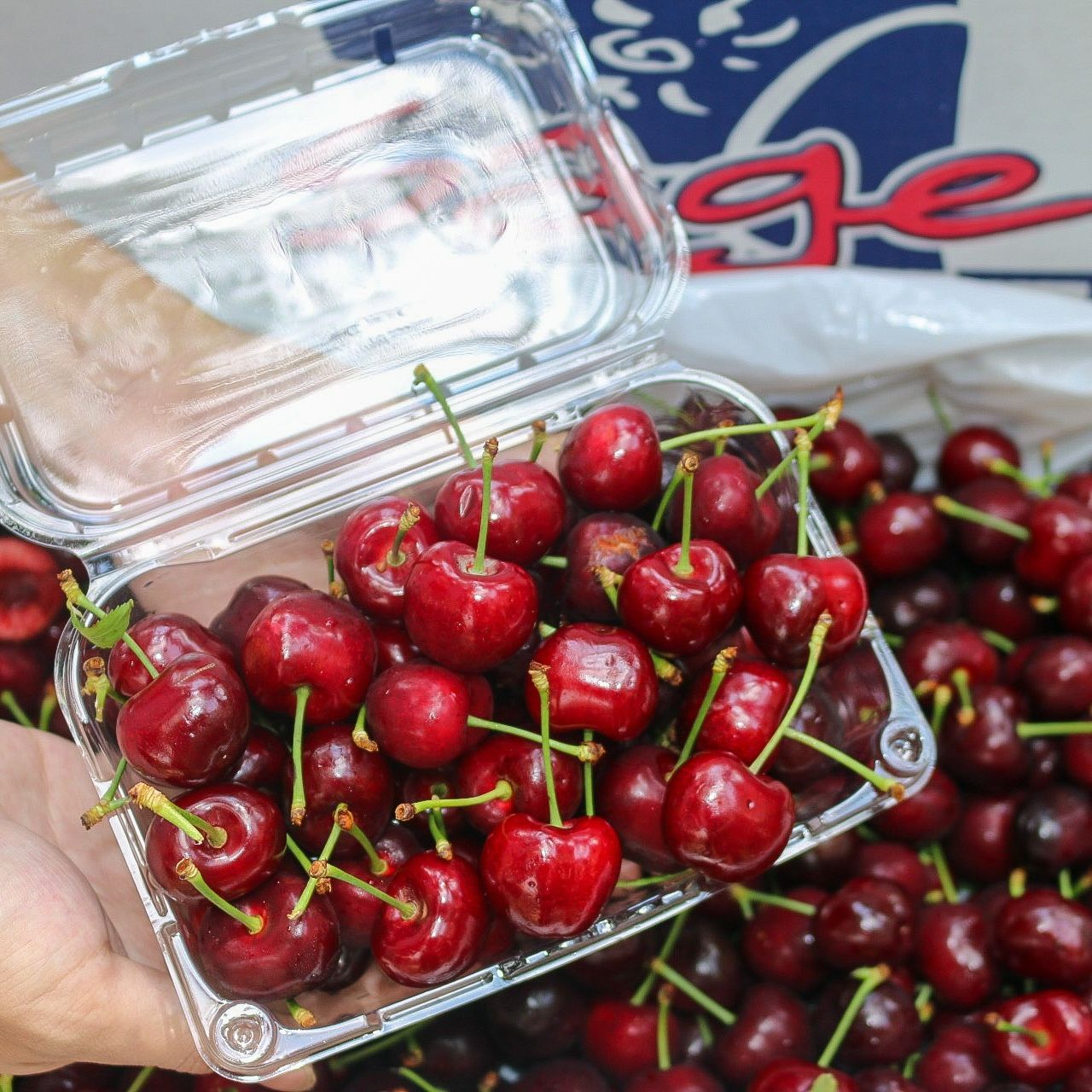 Bơ 034 Béo Thơm - Túi 1kg (3-4 Trái) - Foodmap Fruit