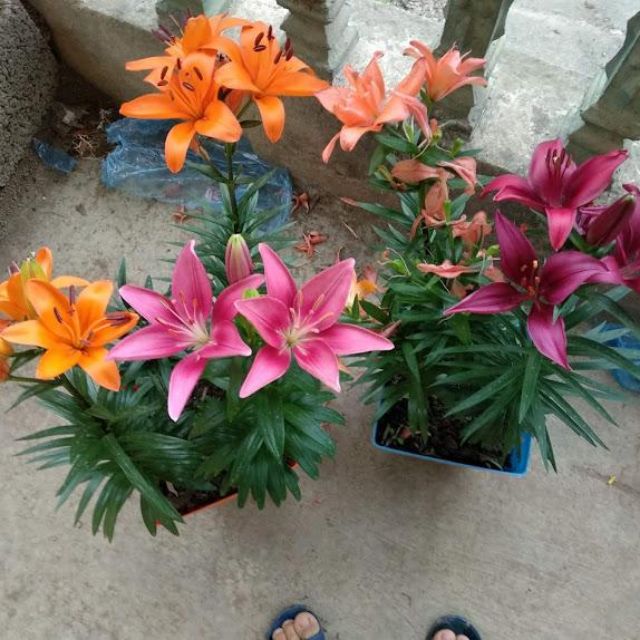 Combo 10 củ hoa ly lùn đủ màu