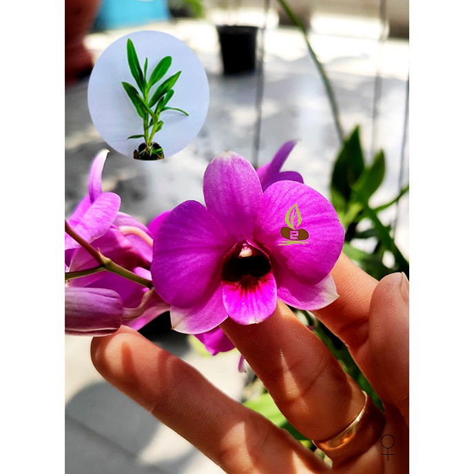 Cây giống lan Dendro mini (Mã HMNi)
