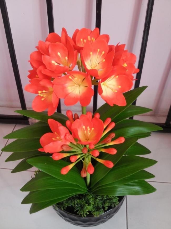 Cây Lan Quân Tử GỬI NGUYÊN CẢ CHẬU CẢ BẦU , HOA CHUẨN TẾT NGUYÊN ĐÁN - LQTC