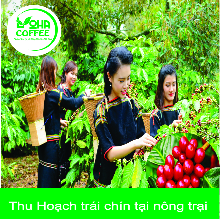 500gr Cà Phê Hạt Arabica Đà Lạt Rang Mộc Dạng Hạt Pha Máy -LOHA COFFEE