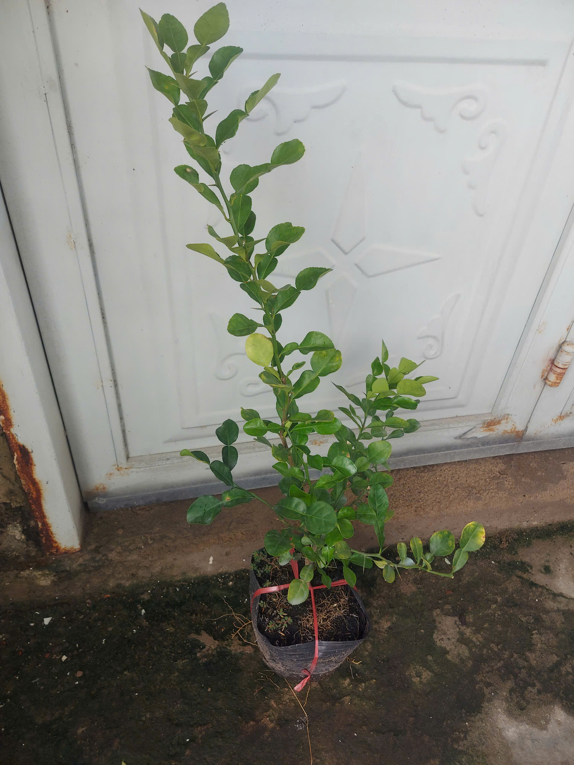 Cây giống Cây Chúc (chanh thái) - CayGiongTot