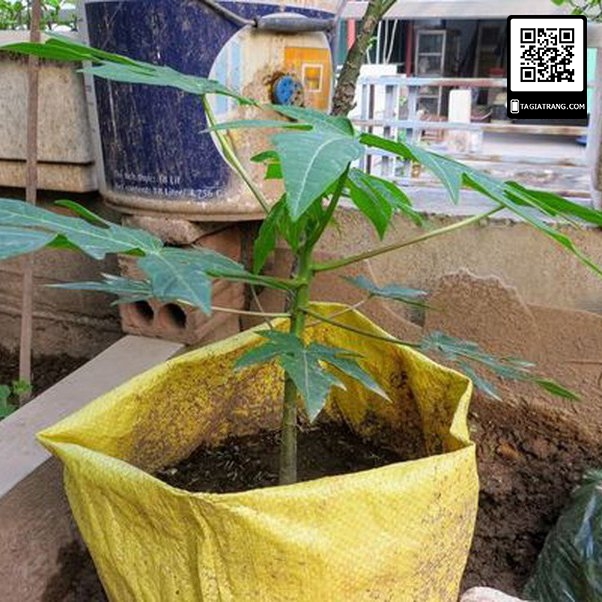Hạt giống Đu đủ lùn punket Thái Lan quả dài