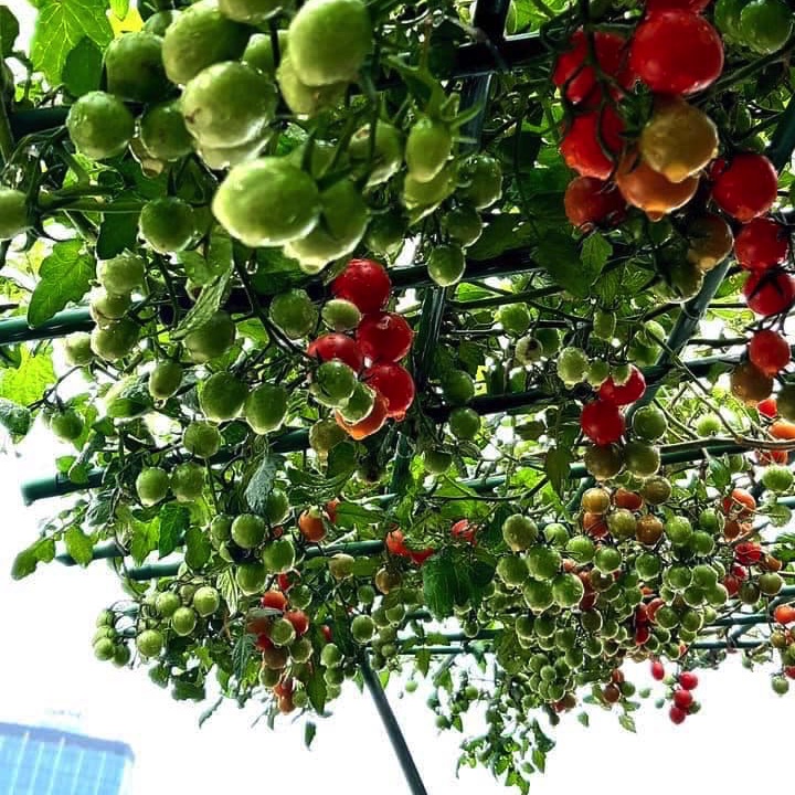 Hạt giống cà chua leo giàn