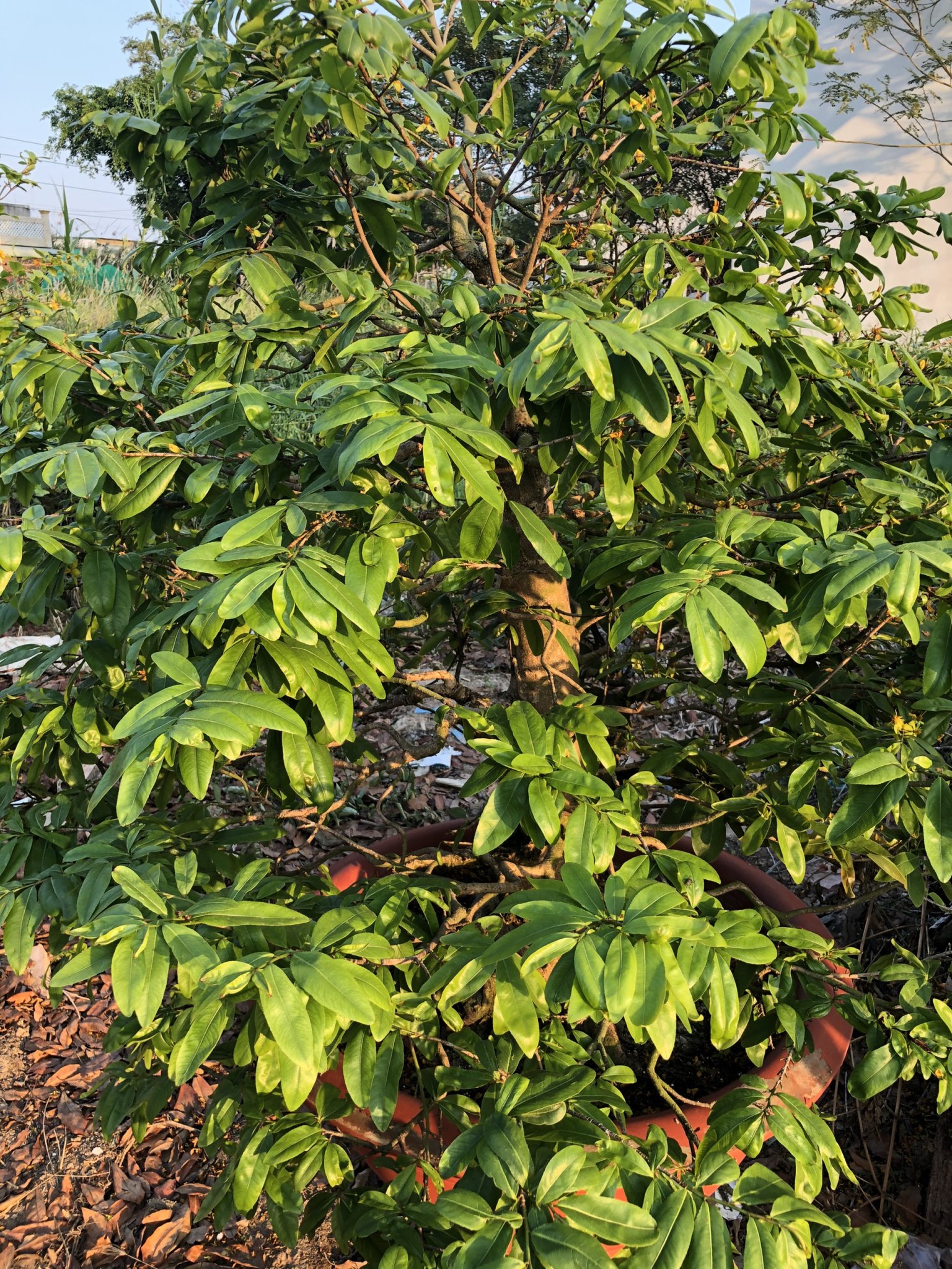 PHÂN BÓN MAI VÀNG - MAX ROOT BUNG ĐỌT RA RỄ MAI VÀNG