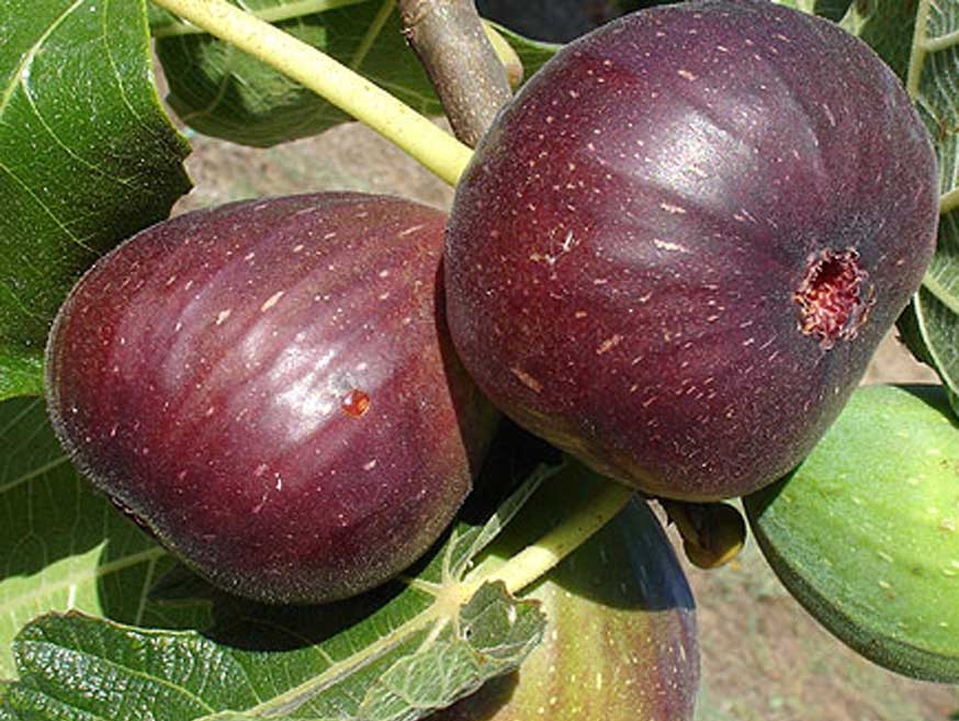 Hạt giống sung mỹ nhập khẩu nga