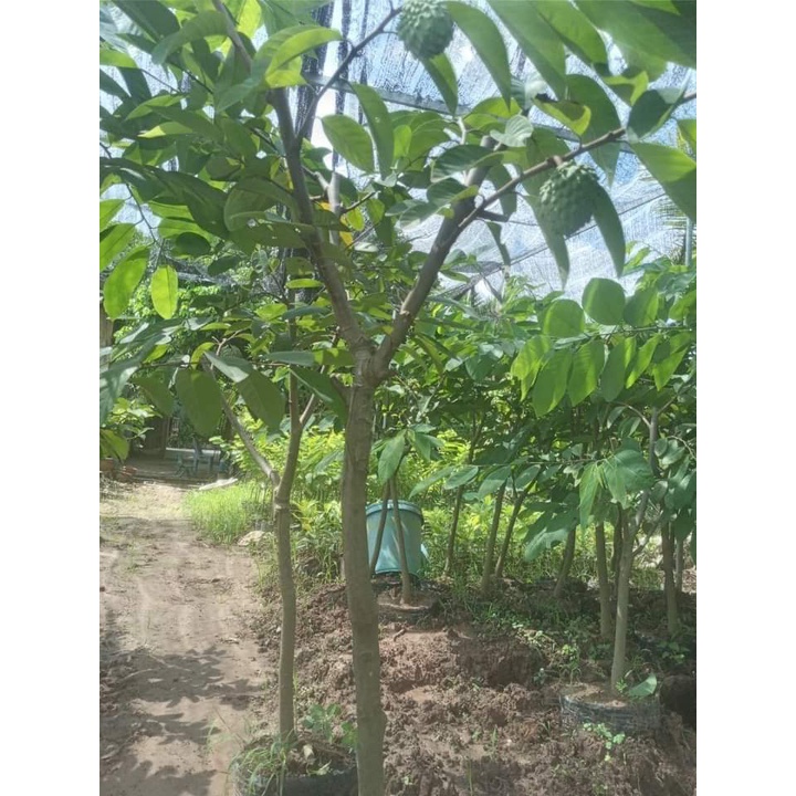 CÂY GIỐNG NA SẦU RIÊNG ( CÂY GHÉP MAU TRÁI)