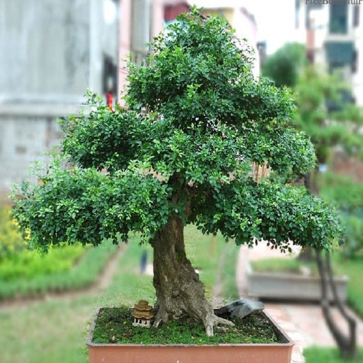 CHẬU CÂY NGUYỆT QUẾ LÙN BONSAI - CCNQLBS