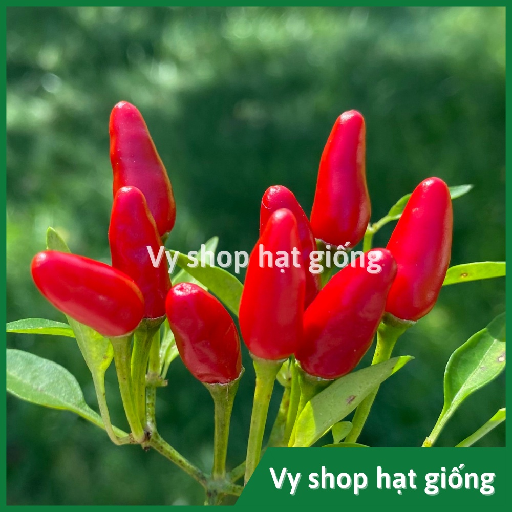 Hạt giống ớt thóc siêu cay (ớt mắt chim) Thái Lan gói 120 hạt