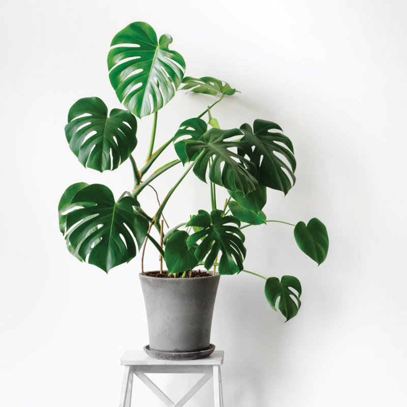 Thanh lý- trầu bà lá xẻ cao 60cm 946 loại 01
