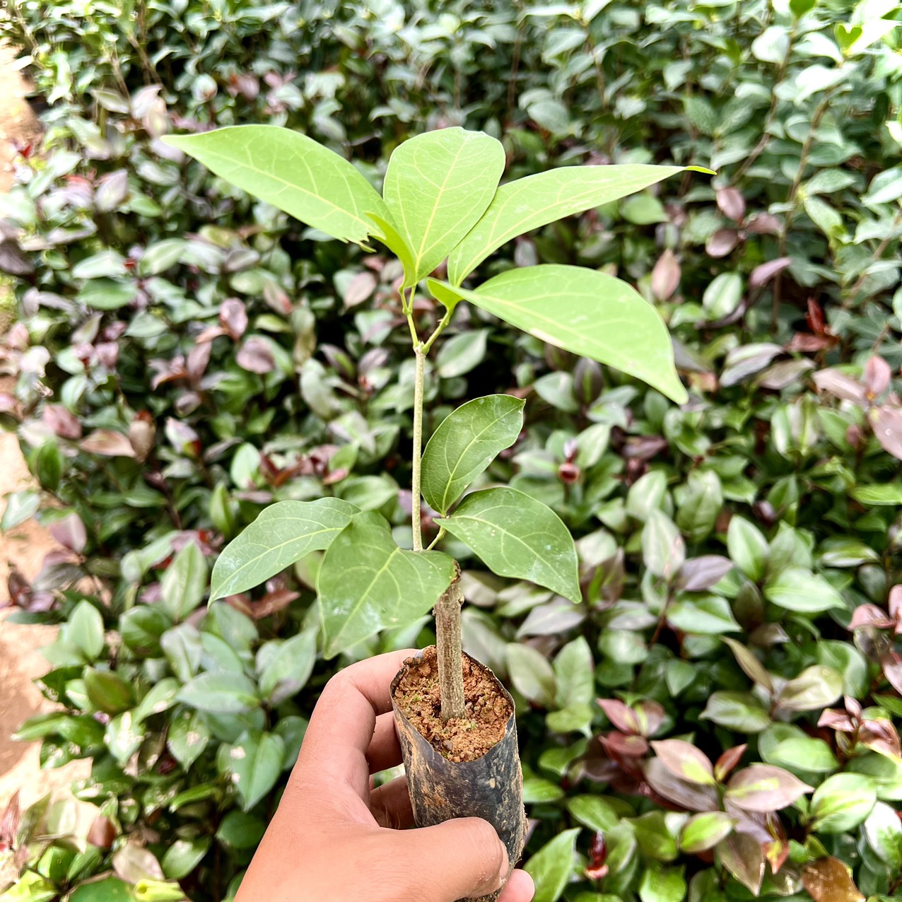 Cây giống hoa lan tỏi cao 20cm