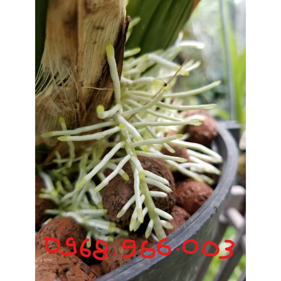 { } Siêu kích rễ VMC