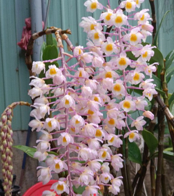 Lan Rừng Kiều Tím ( 1cụm)