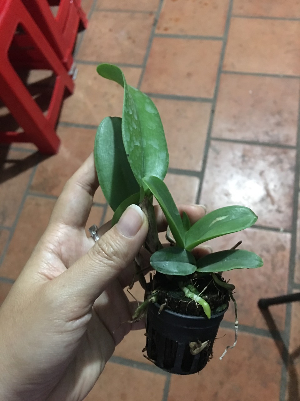 TNX19 - Lan Cattleya Mini Thơm Rainbow - Cây con