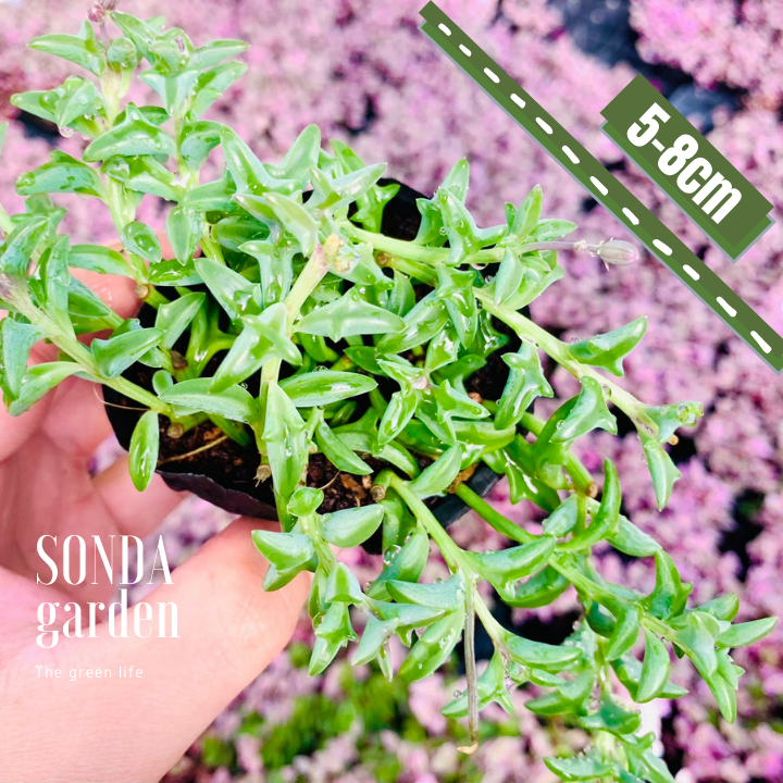 SEN ĐÁ CÁ HEO SIZE BÉ KHOẺ ĐẸP LỖI 1 ĐỔI 1