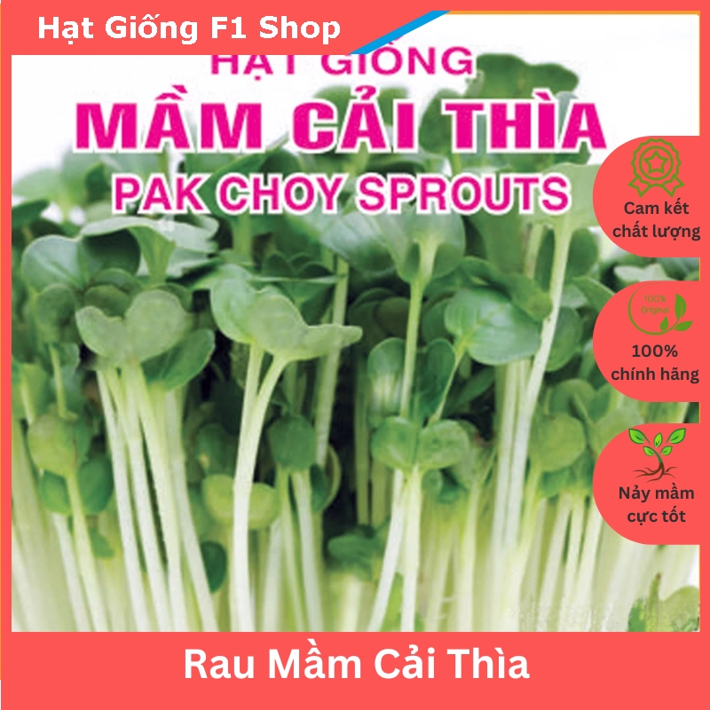 Hạt giống rau mầm cải thìa (50 gam) (482.F1)