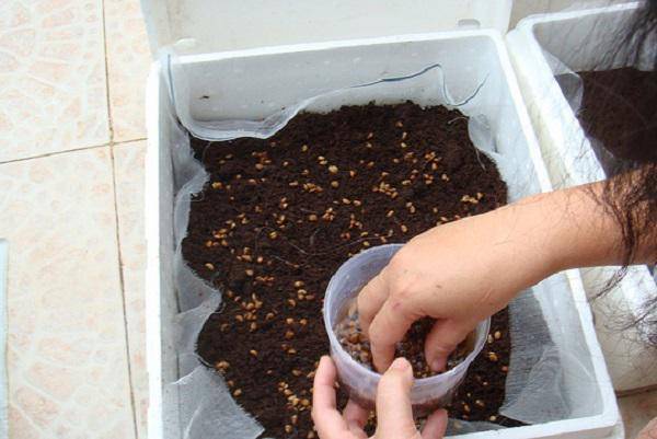 Hạt Giống Mầm Cải Xanh Đà Lạt - Gói 20gram