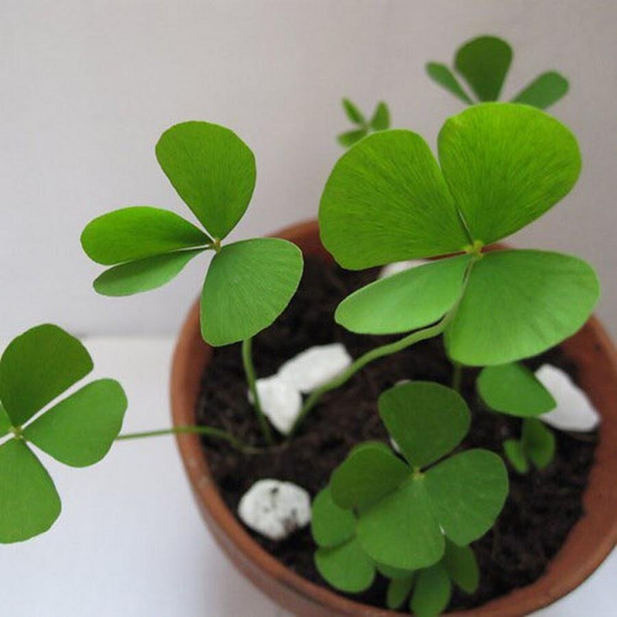 Three Leaf Clover Seeds