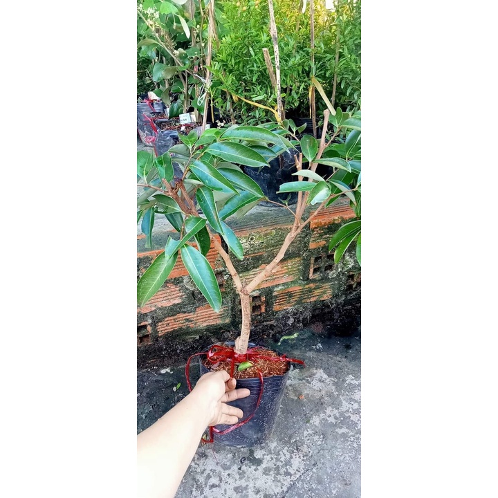 CÂY GIỐNG VẢI KHÔNG HẠT ( CHUẨN GIỐNG - SIÊU TRÁI )