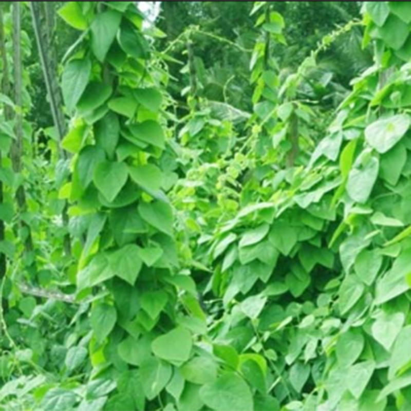 Hạt g.iống cây sương sâm lông -gói 30 hạt
