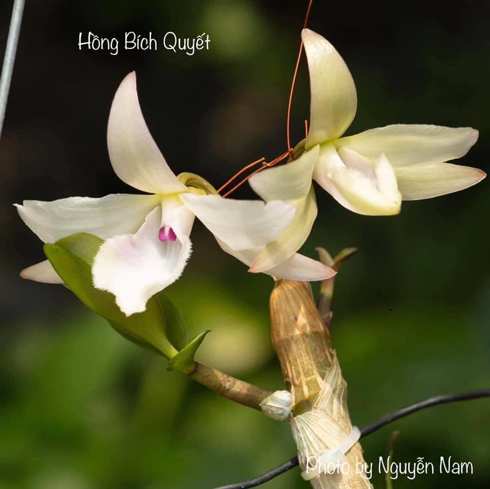 Phi Điệp Hồng Bích Quyết CÂY RA CHAI NĂM HAI