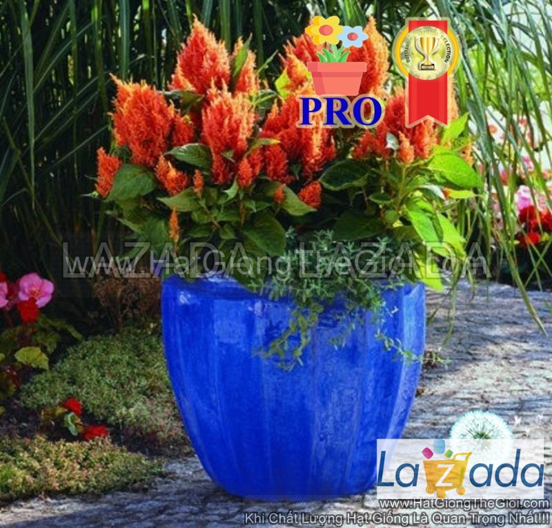 100h Hạt Giống Hoa Mào Gà Lửa Fresh Look Cam F1Pro (| -KD: B36*X68*M006)