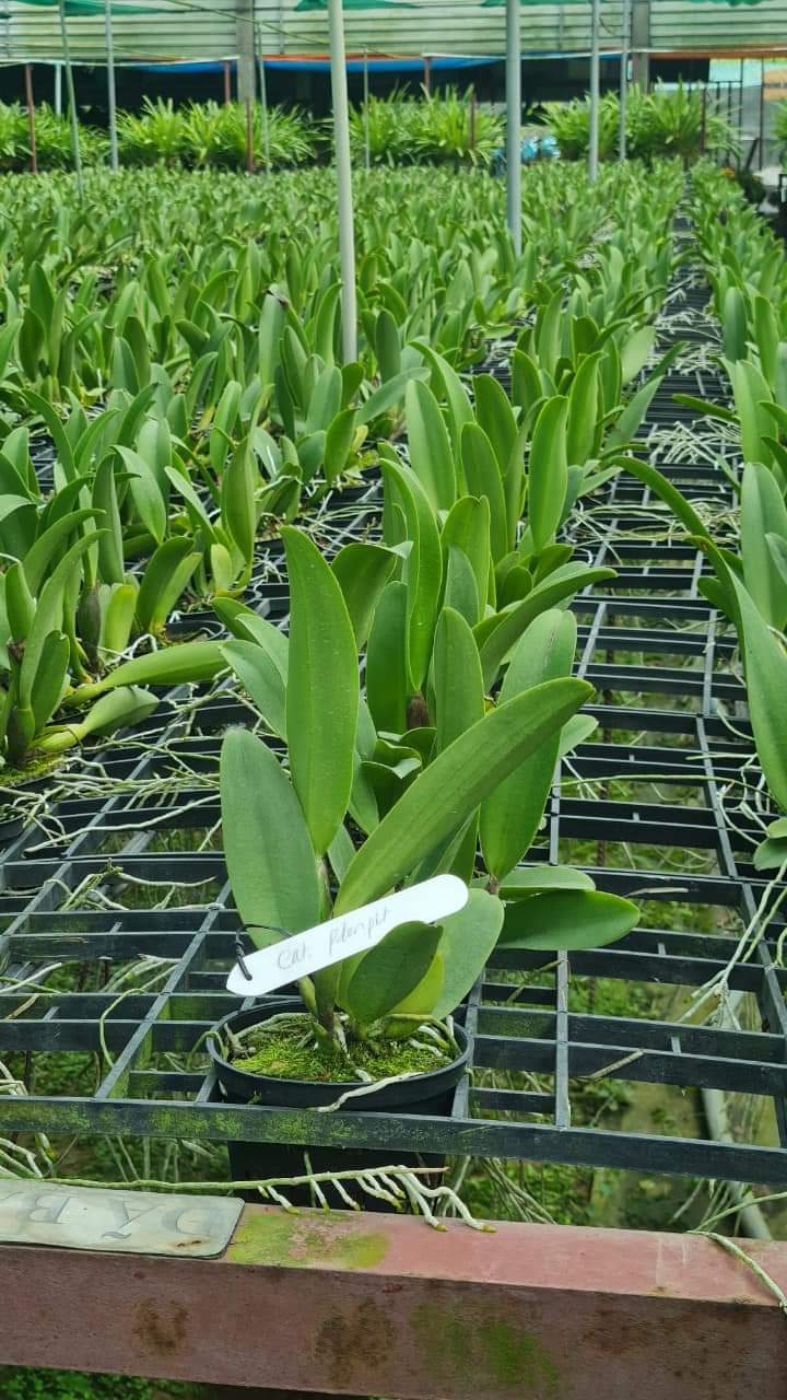 Hoa lan Cattleya Plonpit chậu trưởng thành, nhiều thân