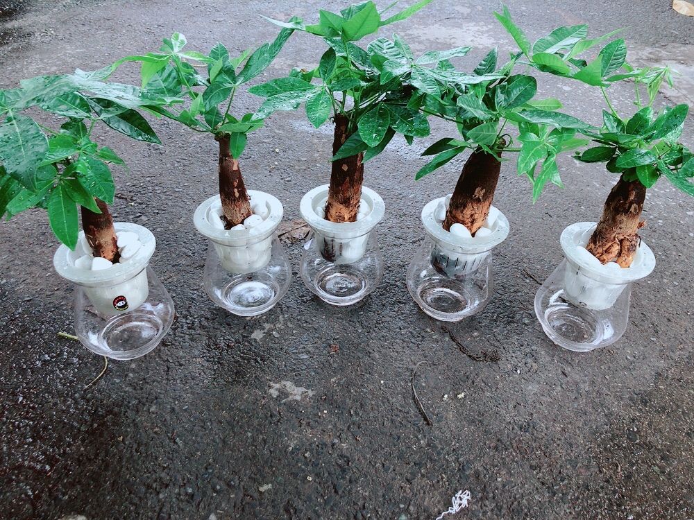 Chậu Kim Ngân 1 Thân Trồng Thuỷ Sinh