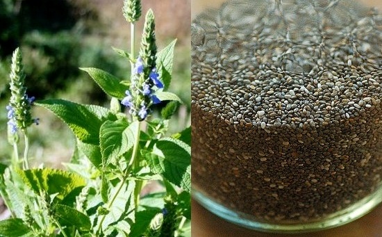 [HCM]Gói 1000 hạt giống Hạt Chia Mỹ