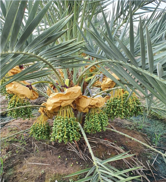 "Gói 10 "Hạt giống cây chà là Israel [Seeds]