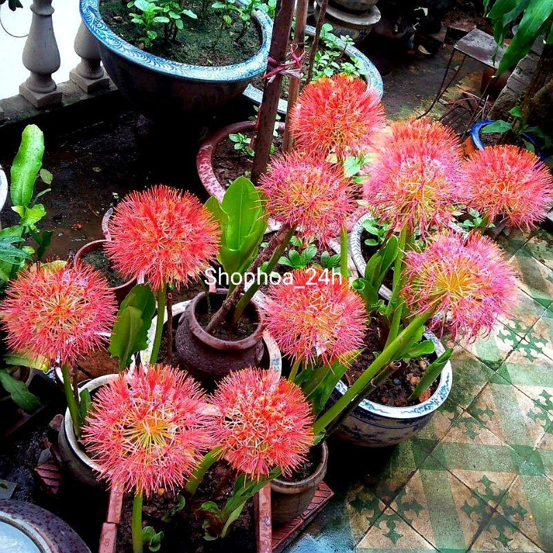 hoa hồng tú cầu củ giống