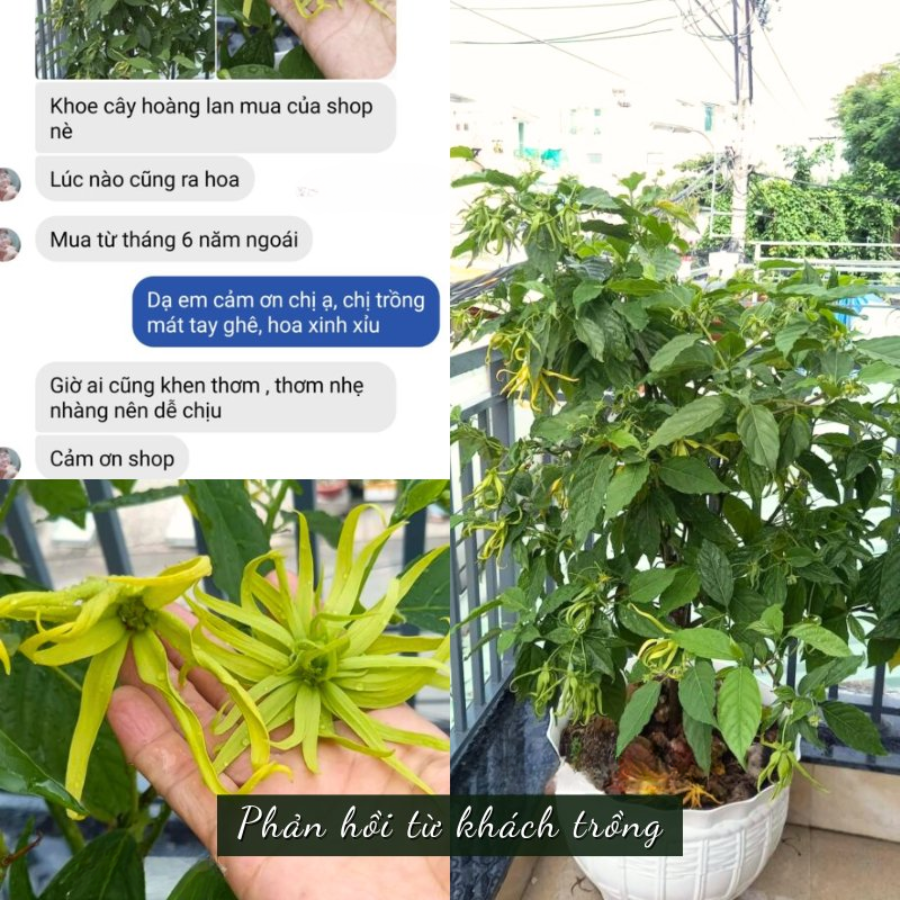 Cây hoa Hoàng Lan đủ tuổi cho hoa