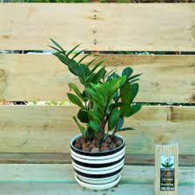 Chậu cây KIM TIỀN size to